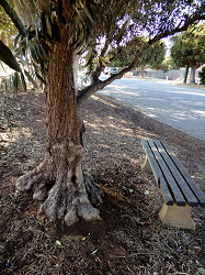 Tree of democracy 3-2017 (131K)